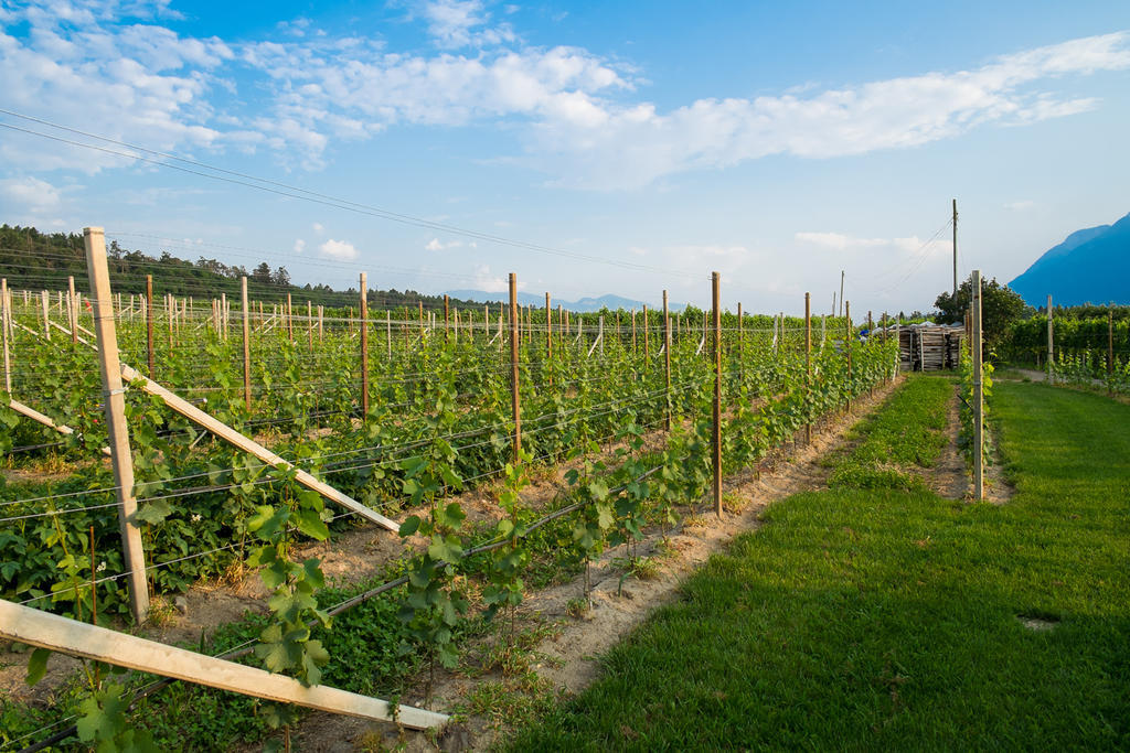 Ferienwohnung Pippohof Appiano Sulla Strada Del Vino Cameră foto
